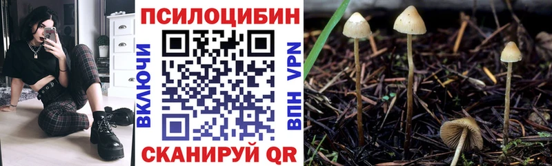 купить наркоту  Сухой Лог  Галлюциногенные грибы Cubensis 
